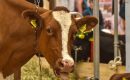 Грижа за телетата – от какво оборудване се нуждае всяка кравеферма?
